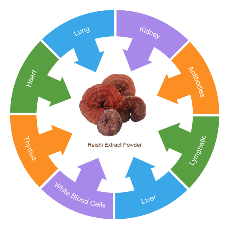 USDA Certified Ganoderma Powder: Authentic & Pure Wellness
